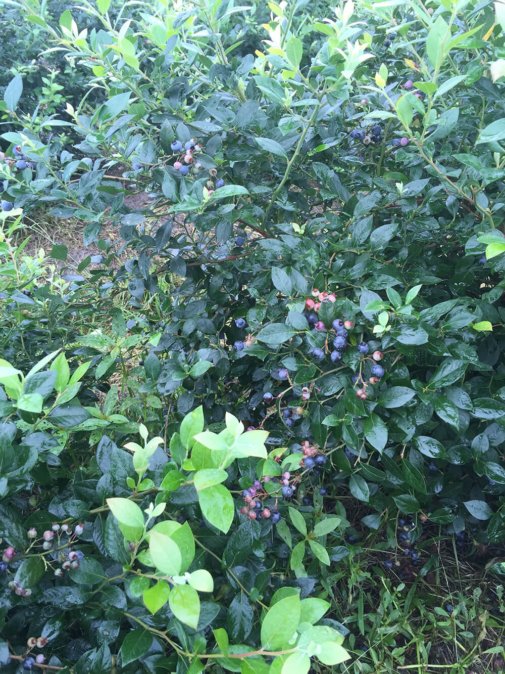 京申有机农场