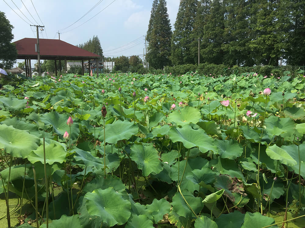 京申有机农场
